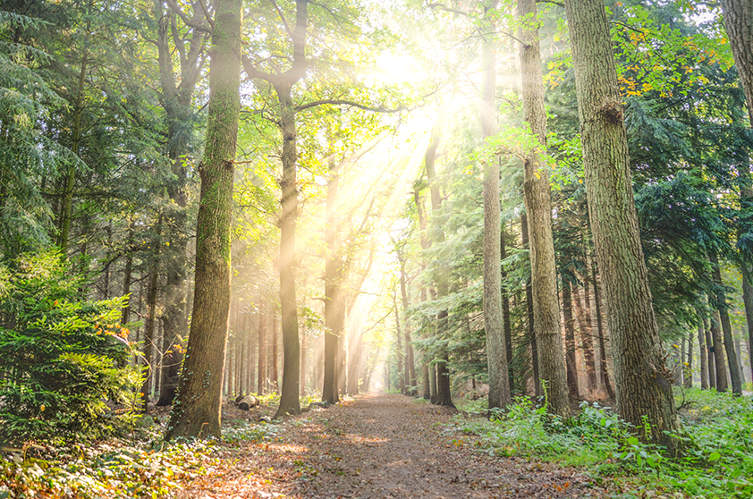 Format GmbH - Jagd - Page Bottom Teaser